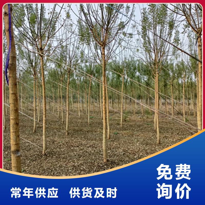 【 法桐 五角枫匠心工艺】 翌昊苗木种植基地(珠海市分公司)