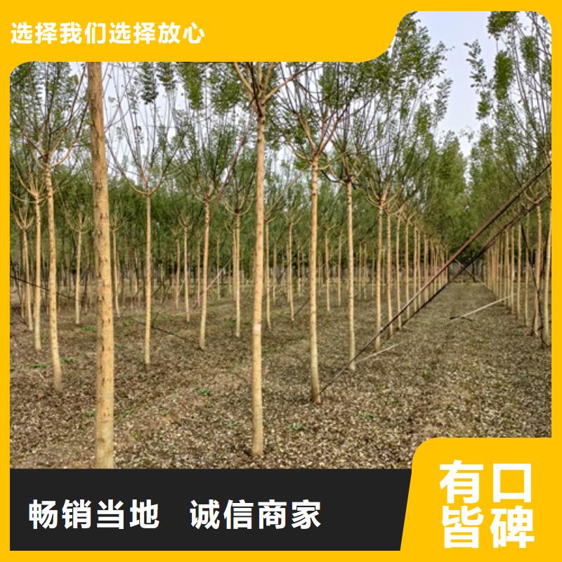 法桐_金葉白蠟現(xiàn)貨采購