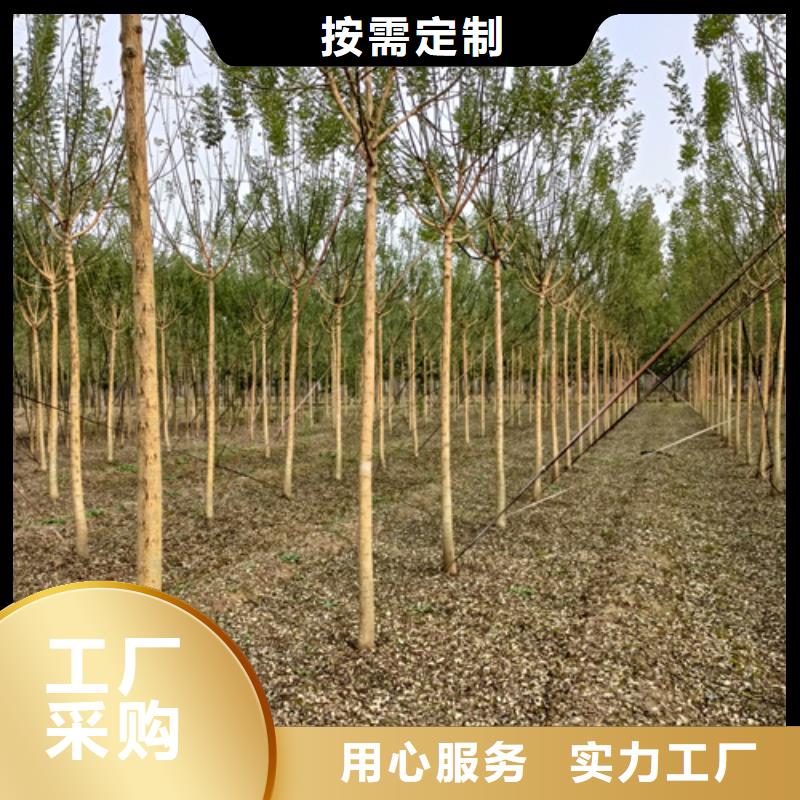造型法桐企業-可接大單