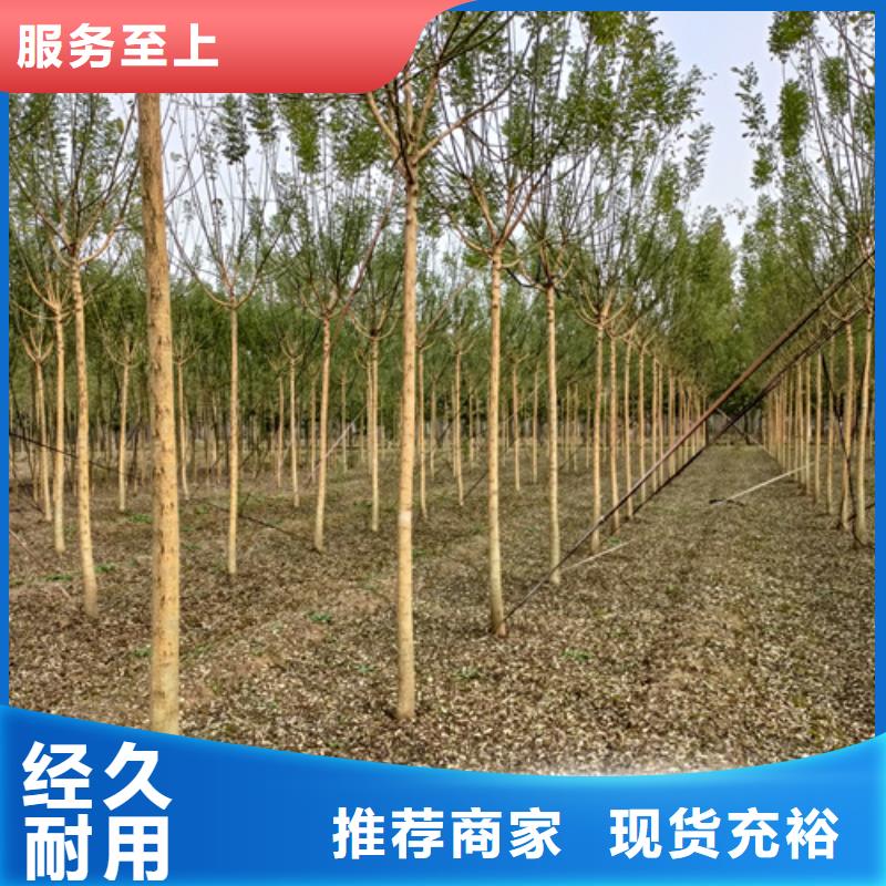 速生法桐規格齊全綠化喬木