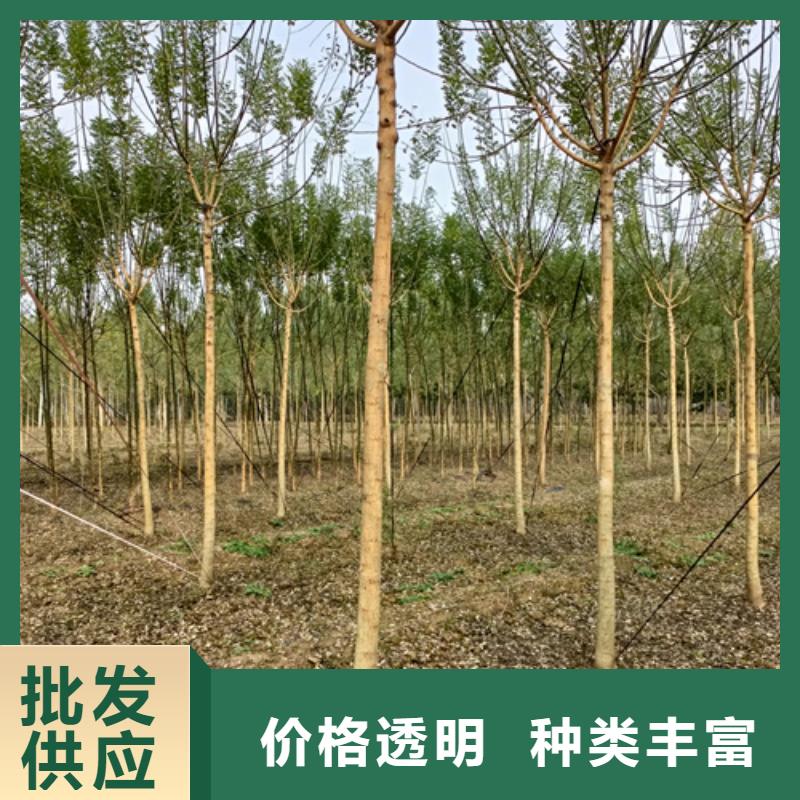 法桐小苗-實(shí)體廠家質(zhì)量放心