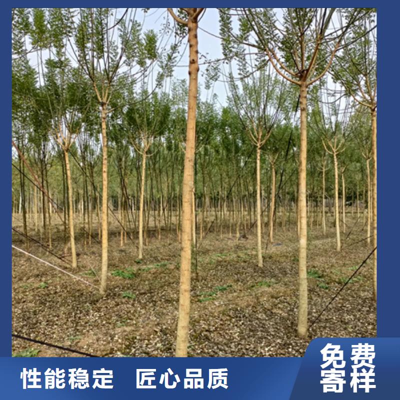 法桐白蠟采購無憂