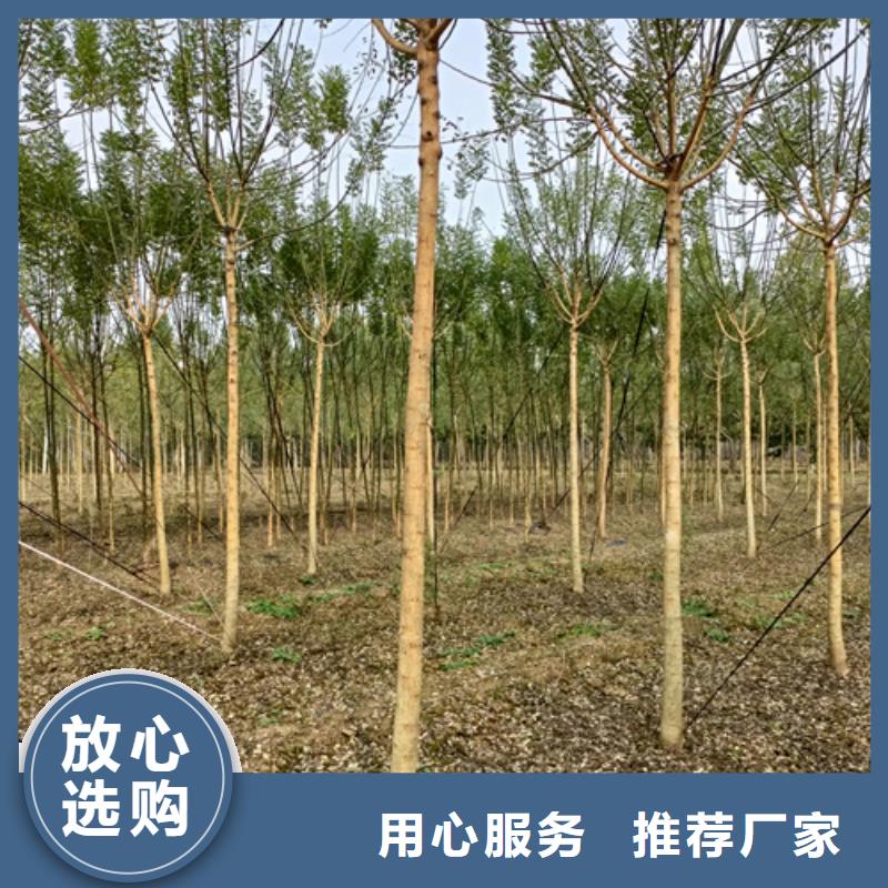 法桐價(jià)格歡迎來(lái)電綠化苗木