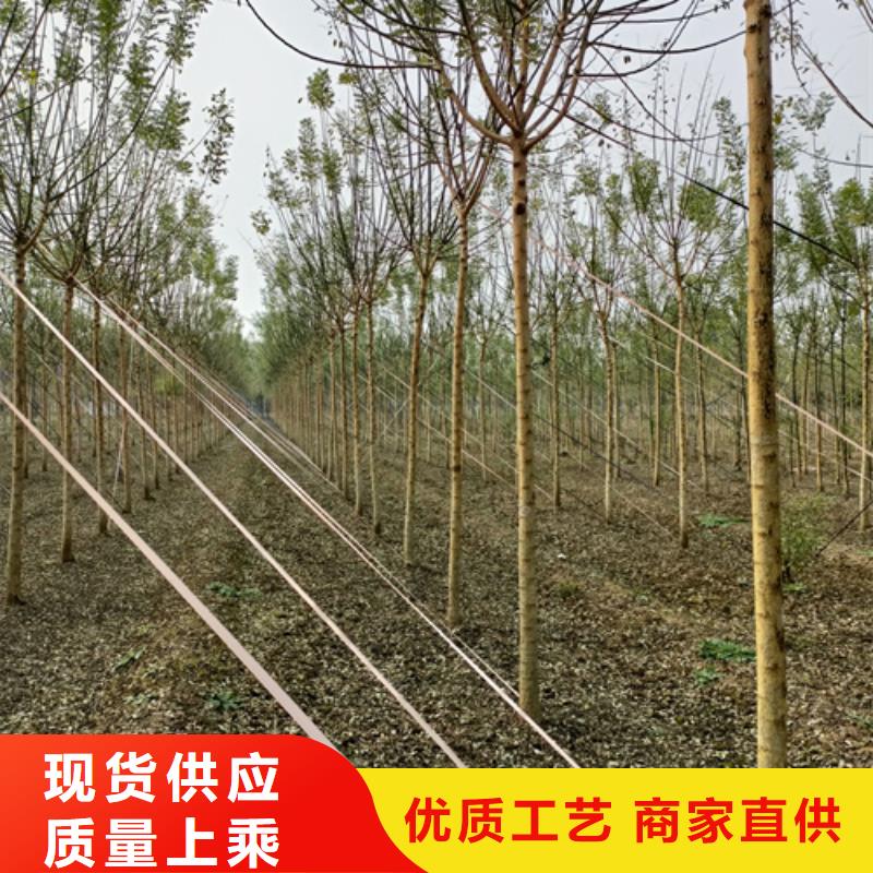 法桐小苗-點擊洽談
