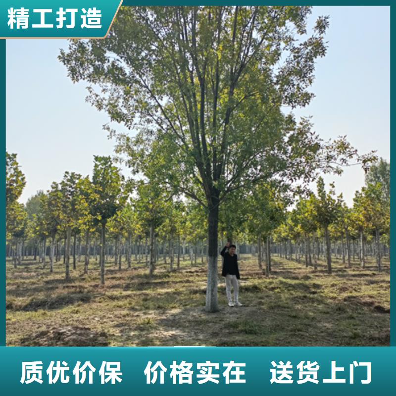 造型法桐、造型法桐廠家直銷-本地企業