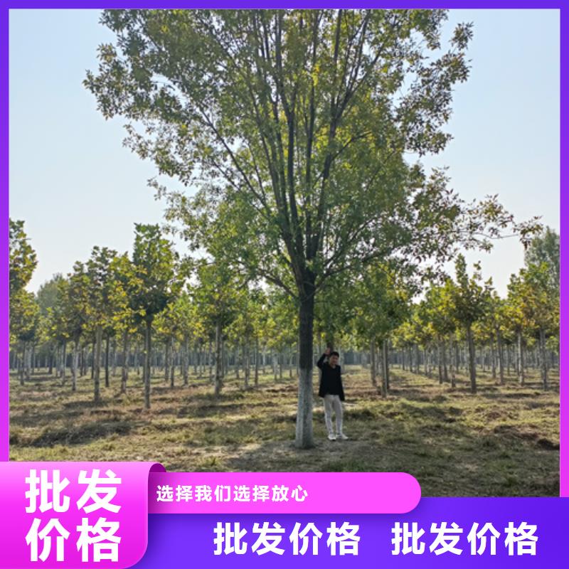 法桐小苗價格合理苗木基地