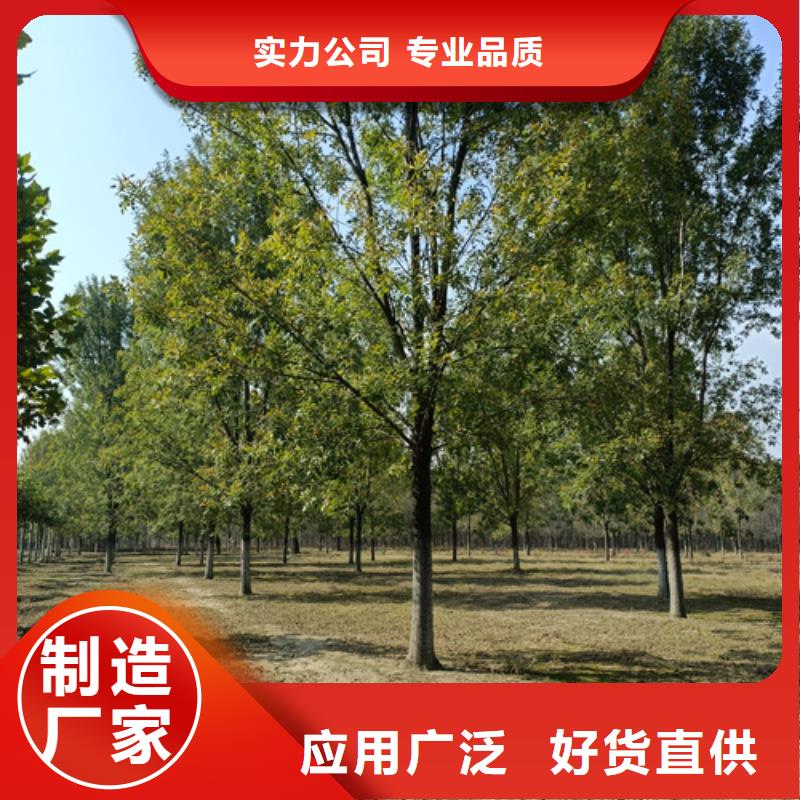 速生法桐品質穩定