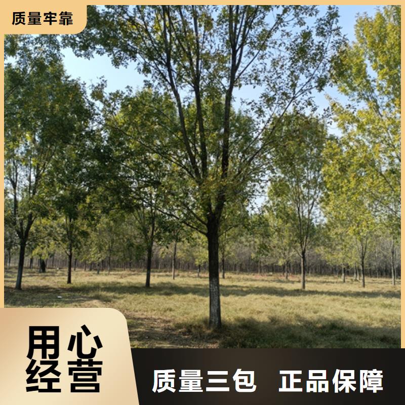 法桐承諾守信苗木基地