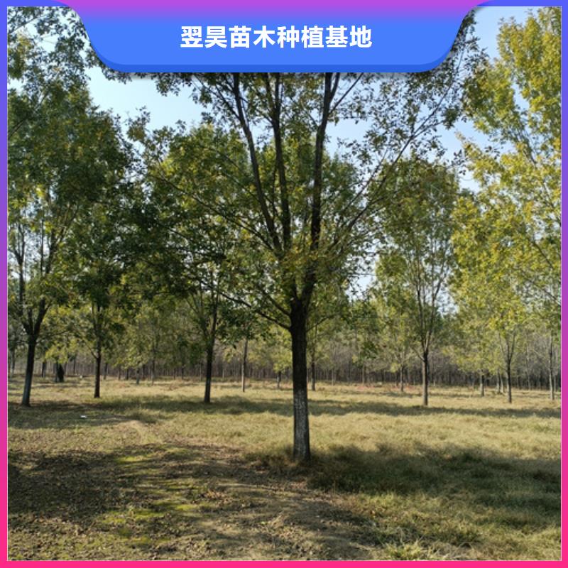 法桐質量放心綠化苗木