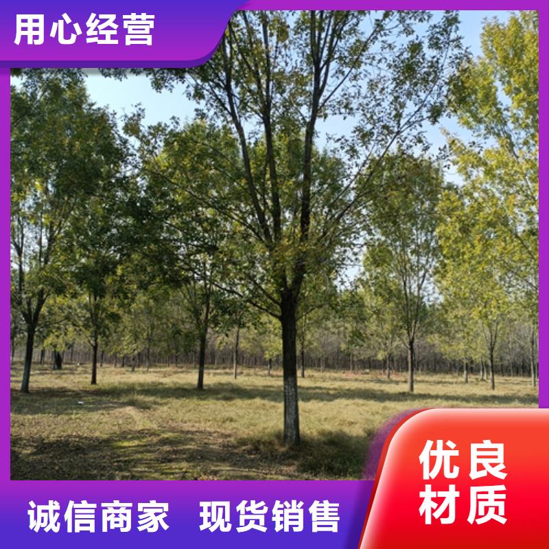 造型法桐-質量不用愁
