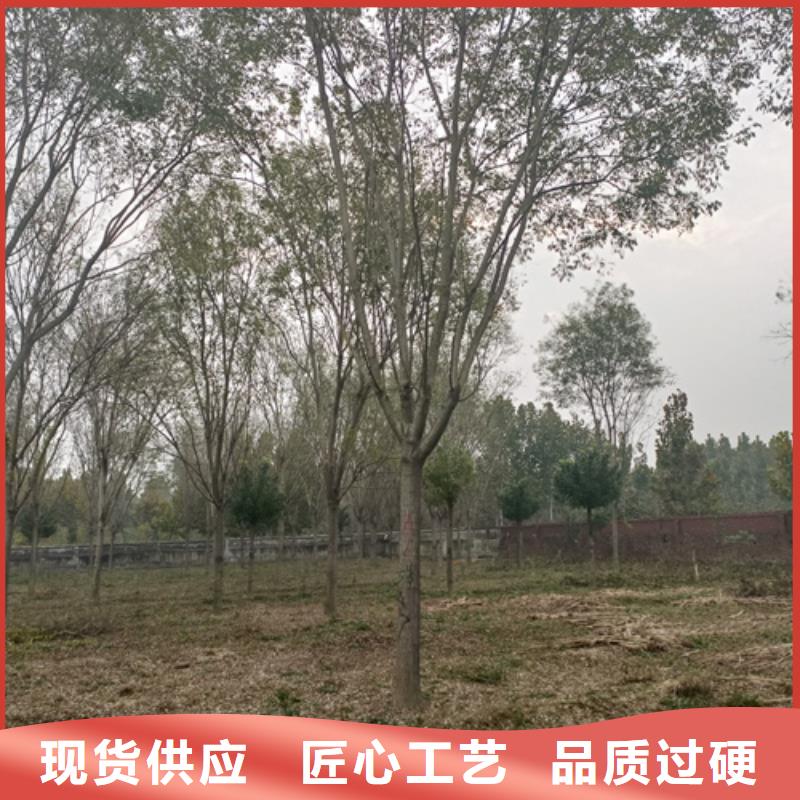 質(zhì)量可靠的法桐基地公司