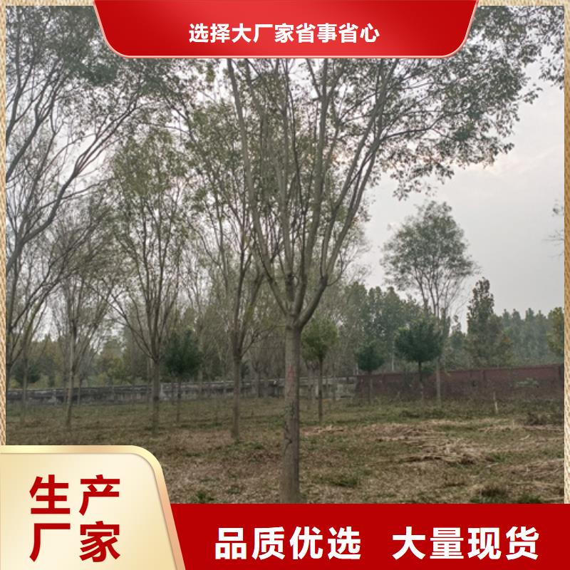 造型法桐總部
