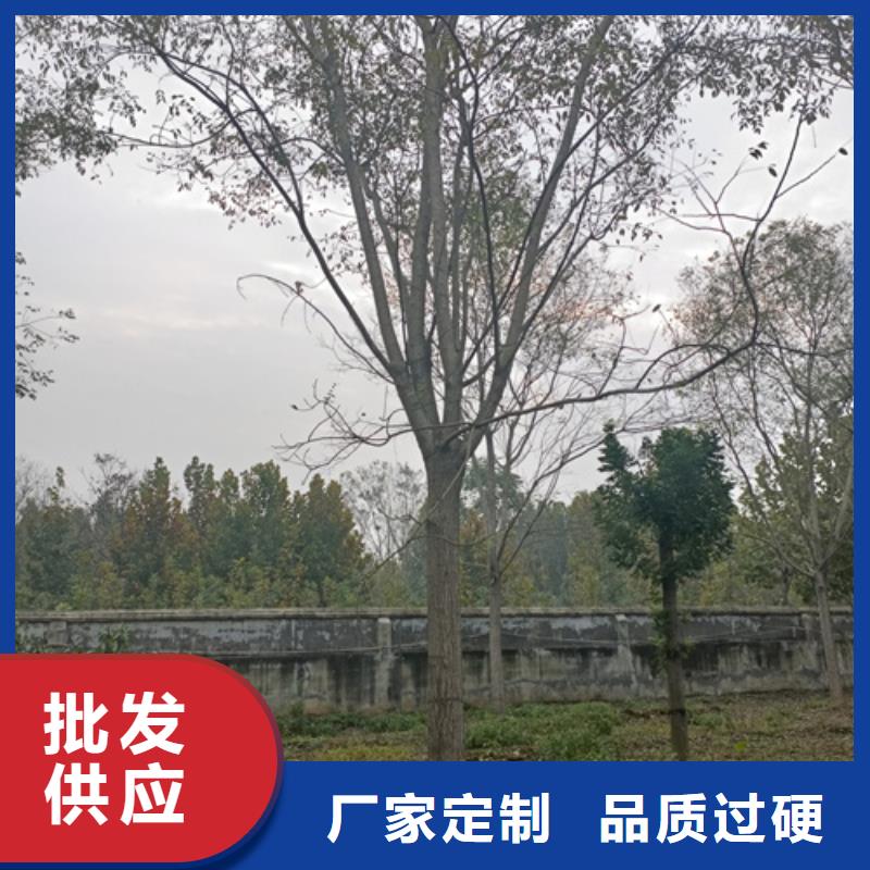 法桐價格歡迎來電綠化喬木