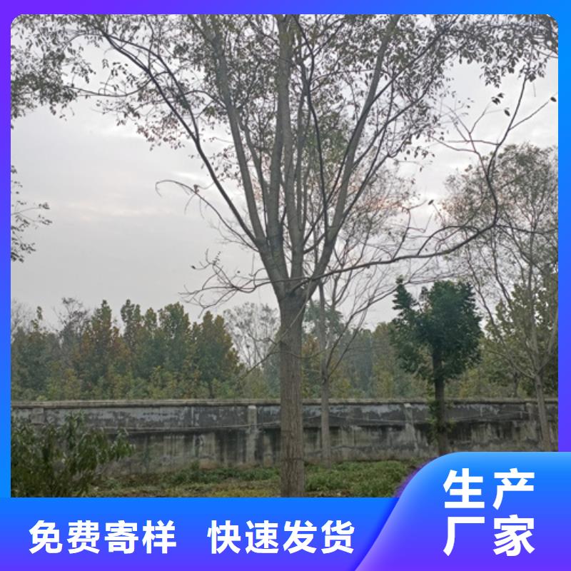 法桐黃金槐好品質用的放心