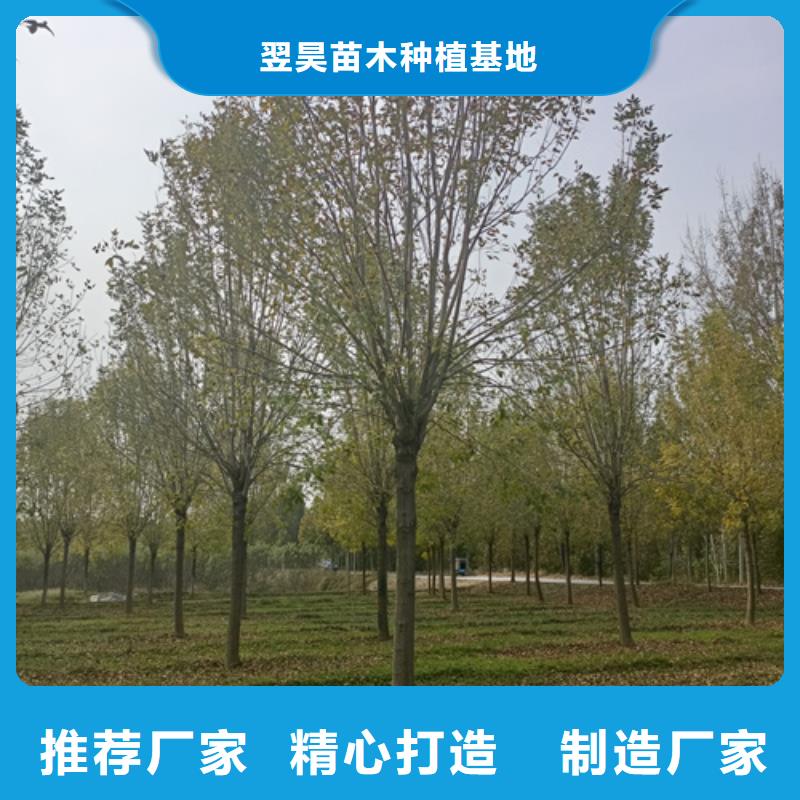 法桐國(guó)槐擁有核心技術(shù)優(yōu)勢(shì)
