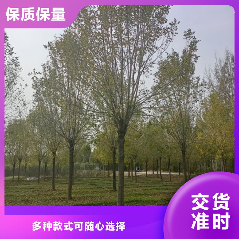 法桐小苗隨時發貨快