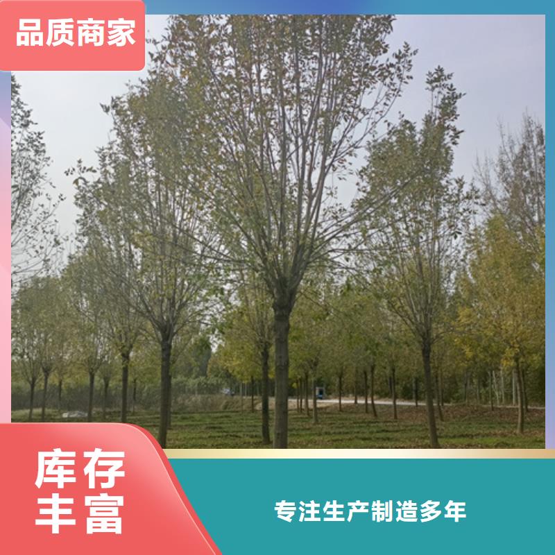 法桐【五角楓】細節嚴格凸顯品質