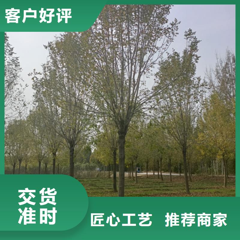 法桐工藝成熟