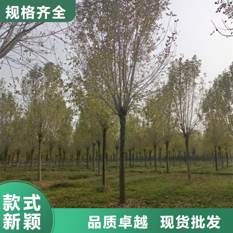 法桐價格質量保證綠化苗木