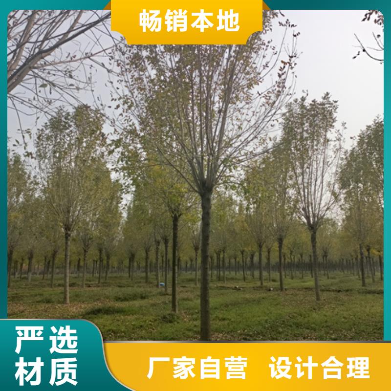 法桐小苗-法桐小苗品質(zhì)保證
