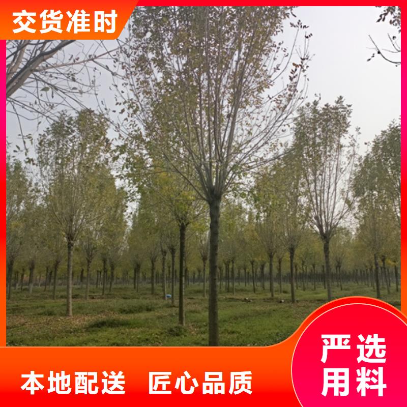 生產銷售#法桐#的廠家