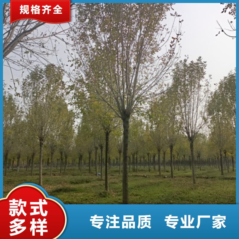 造型法桐售后完善