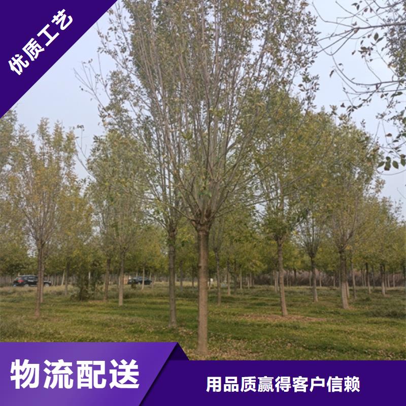 法桐-多年大廠