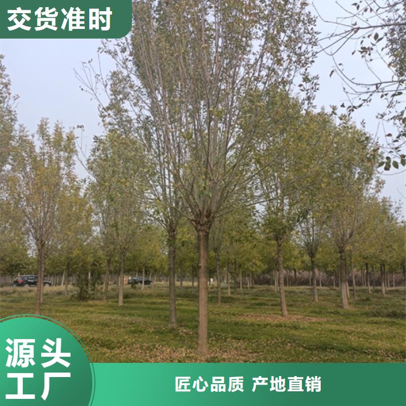 法桐國槐服務(wù)周到