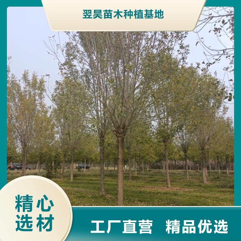 法桐實力過硬廠家