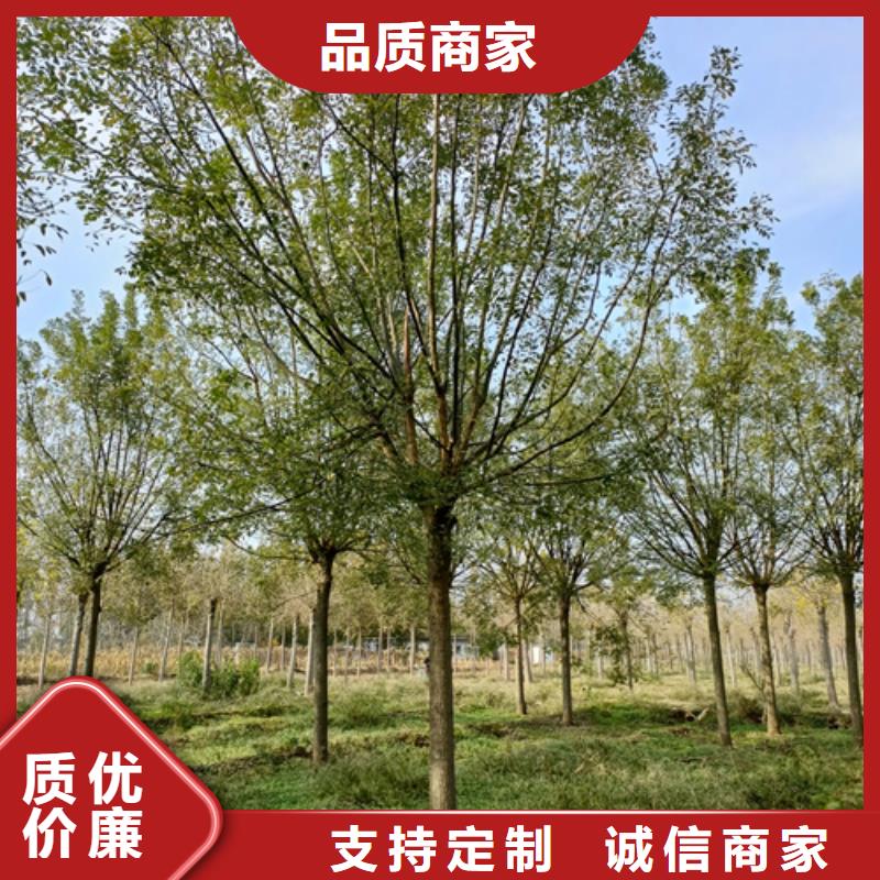 造型法桐-造型法桐廠家直發(fā)
