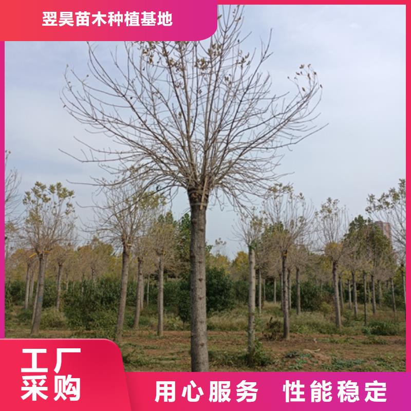 購買造型法桐認(rèn)準(zhǔn)翌昊苗木種植基地