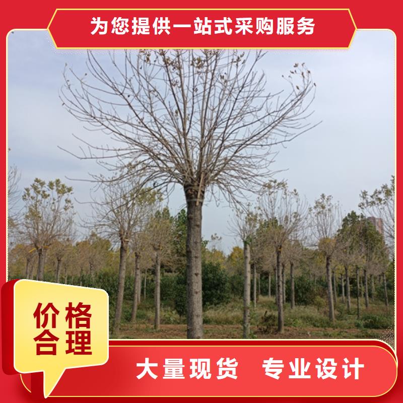 法桐秋紫白蠟詳細參數