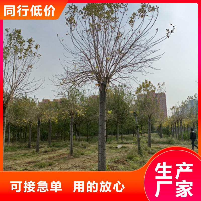 法桐秋紫白蠟詳細參數