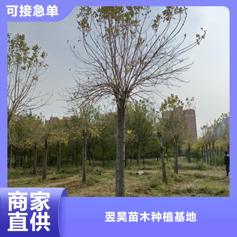 法桐白蜡老客户钟爱