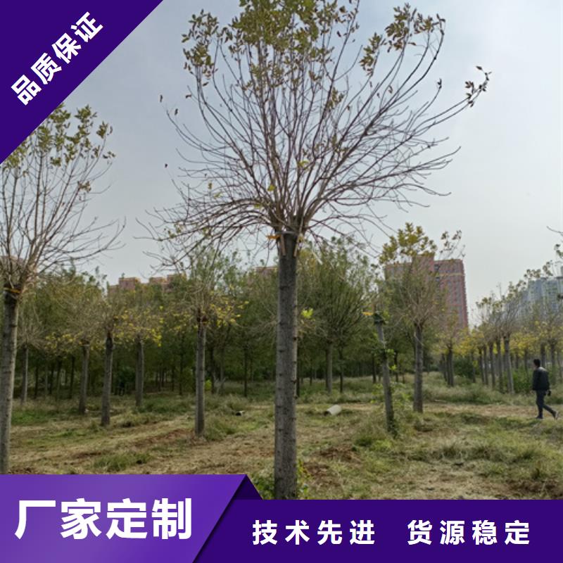 廠家直銷造型法桐廠家