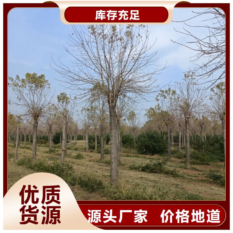 法桐小苗品質優良