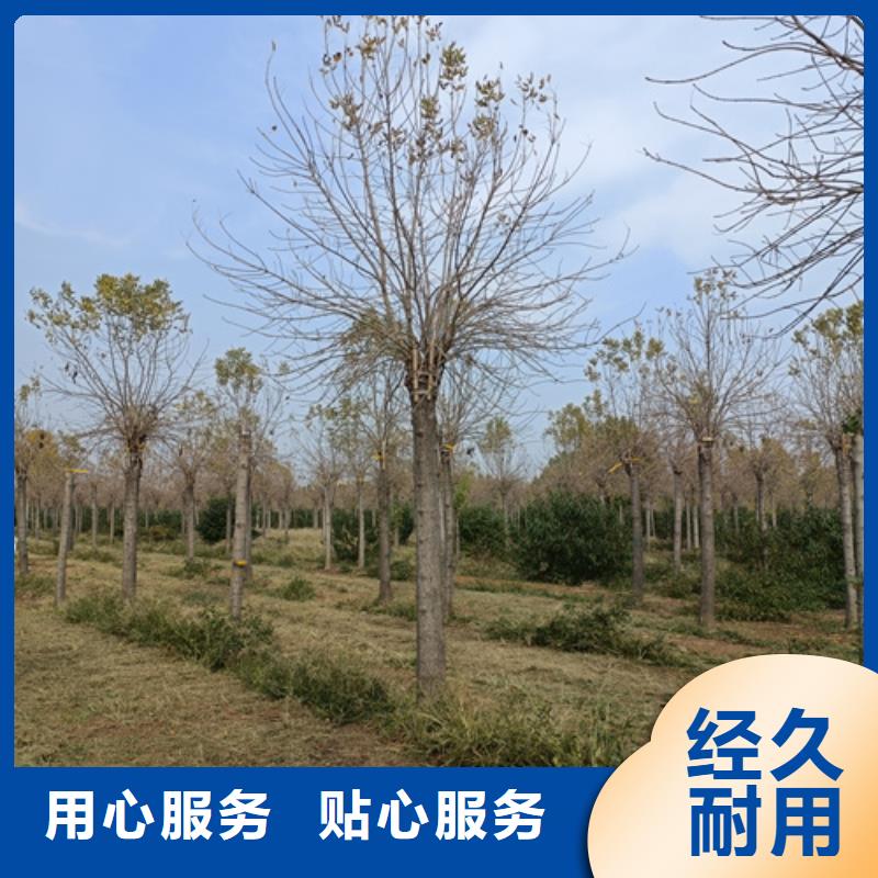 速生法桐廠家-質量保證