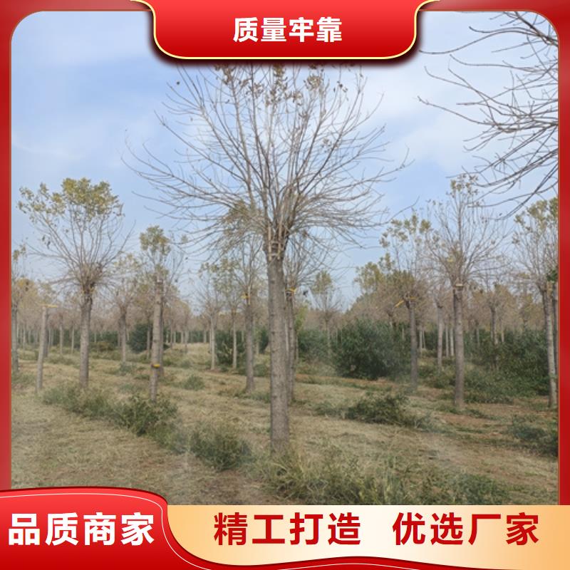 法桐規格_法桐規格有限公司