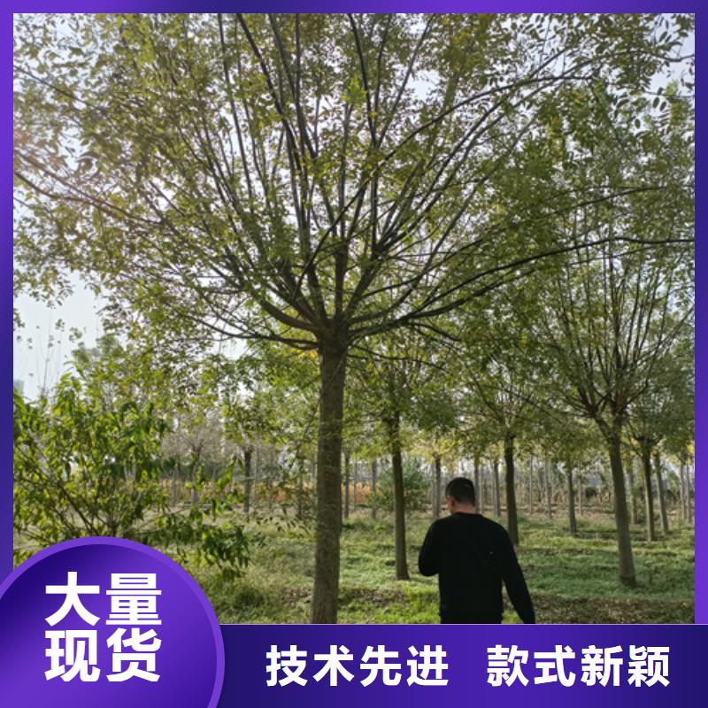 法桐原生冠法桐自營(yíng)品質(zhì)有保障