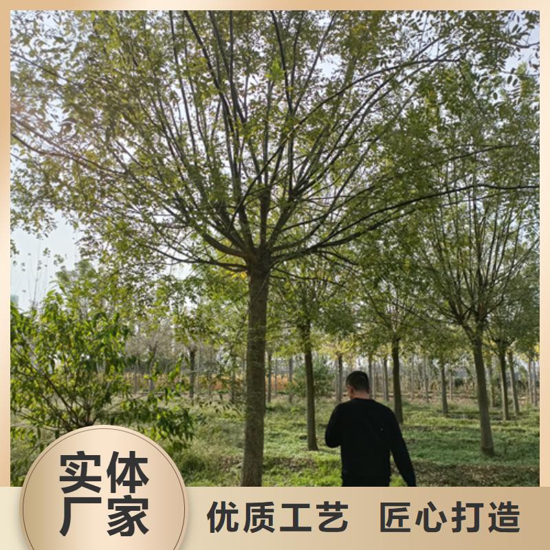 造型法桐單價(jià)
