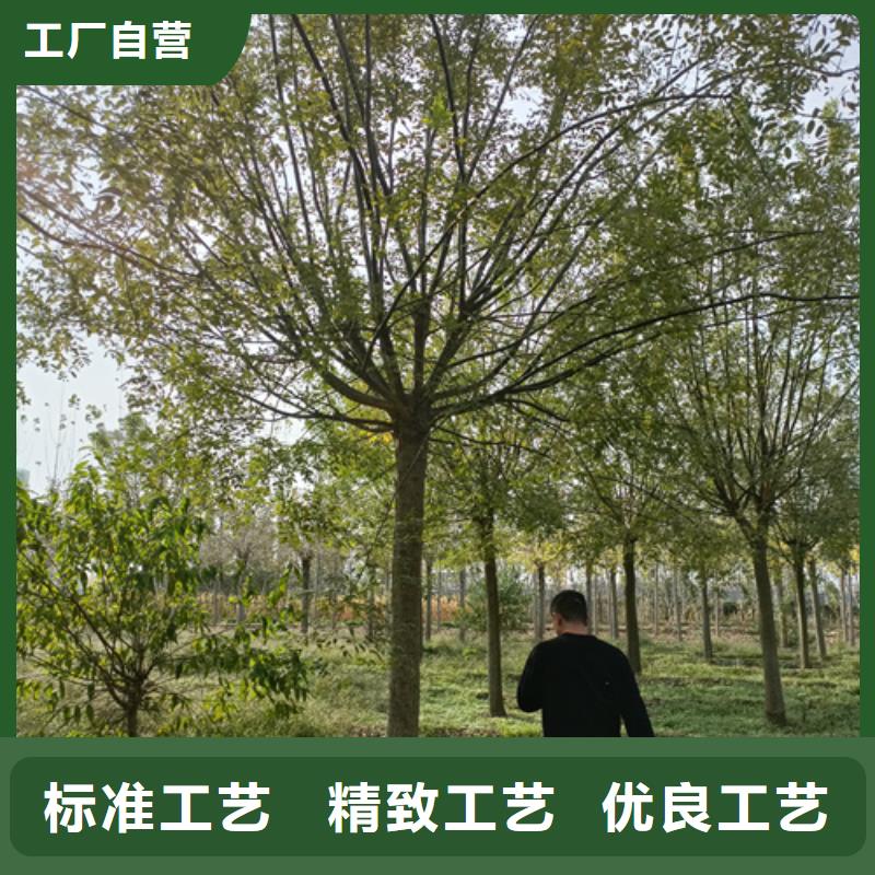 造型法桐用心服務