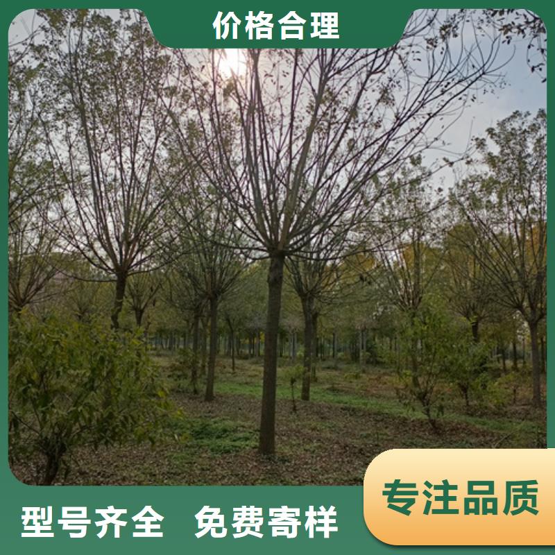 造型法桐-造型法桐歡迎您