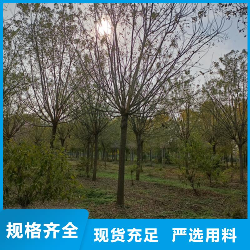 法桐五角楓品質(zhì)服務(wù)誠(chéng)信為本