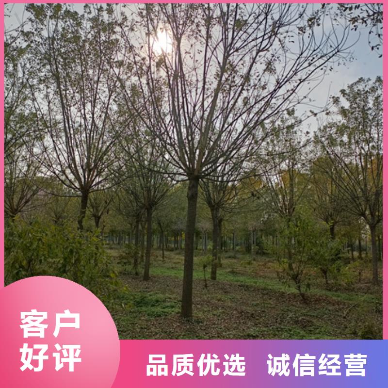 法桐行情-法桐行情定制