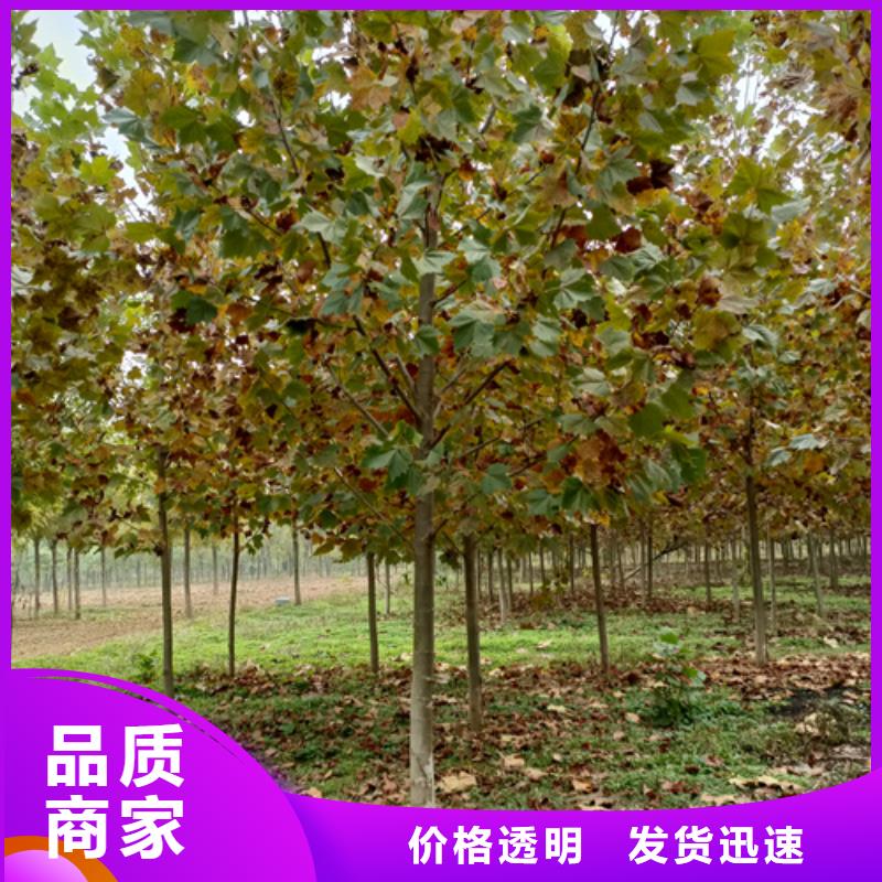 速生法桐貨源充足綠化苗木