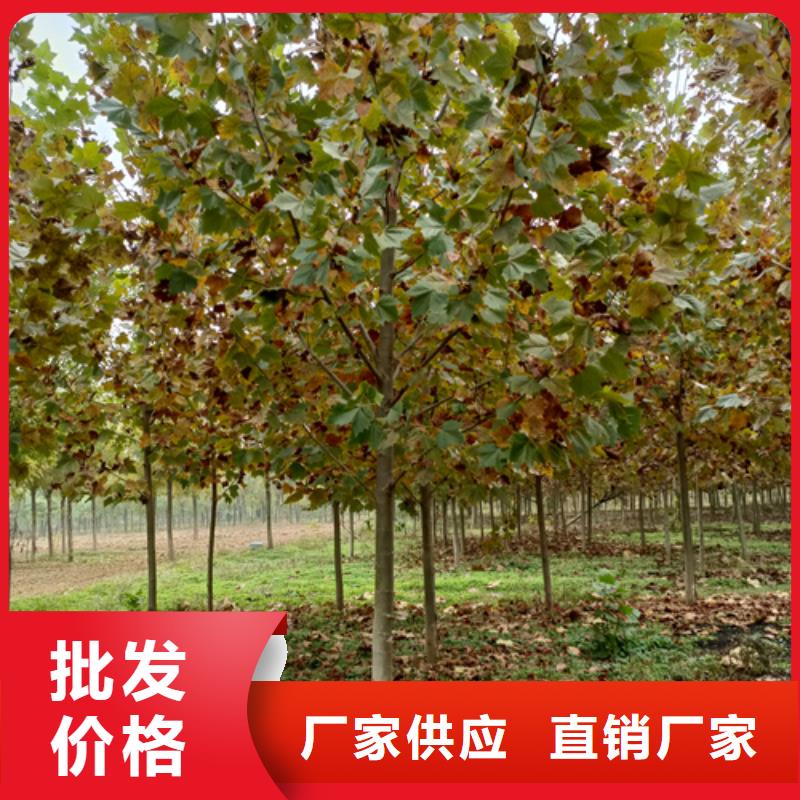 法桐小苗發貨及時
