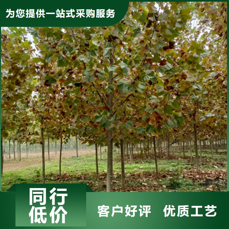 造型法桐優(yōu)選企業(yè)
