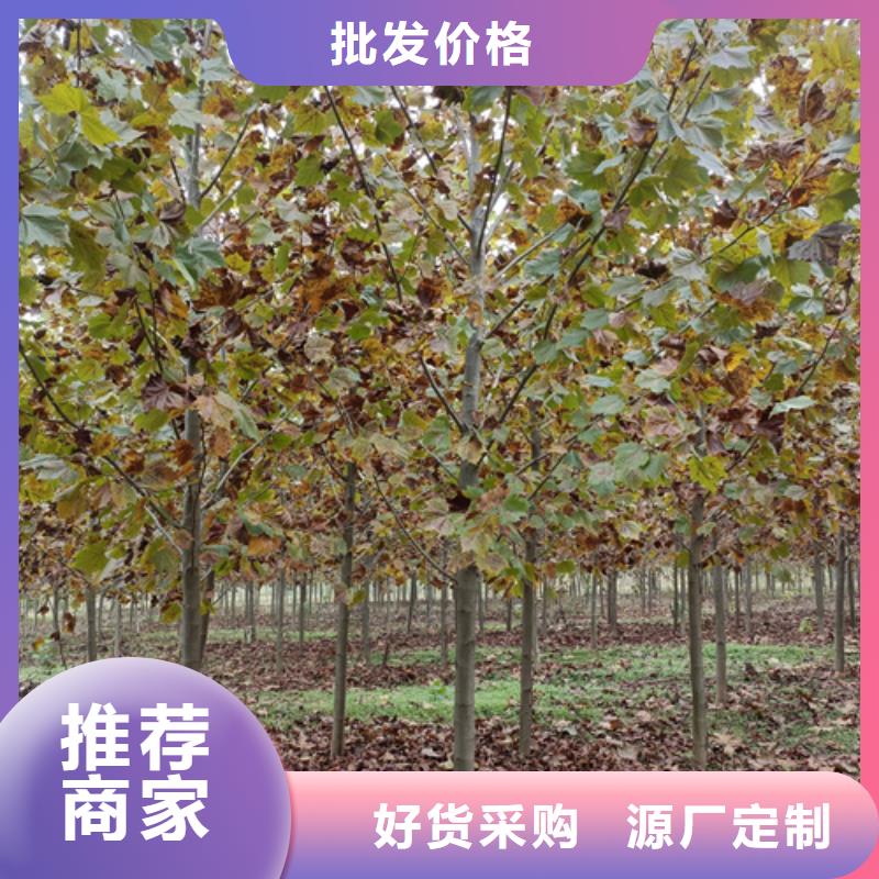 法桐行情放心購買綠化喬木