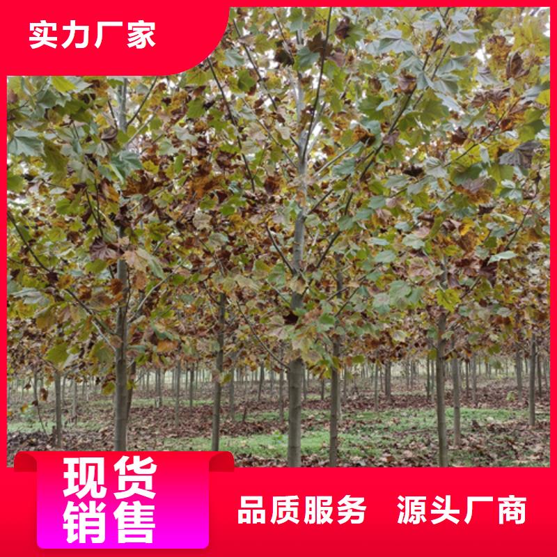 采購造型法桐-現貨充足有保障