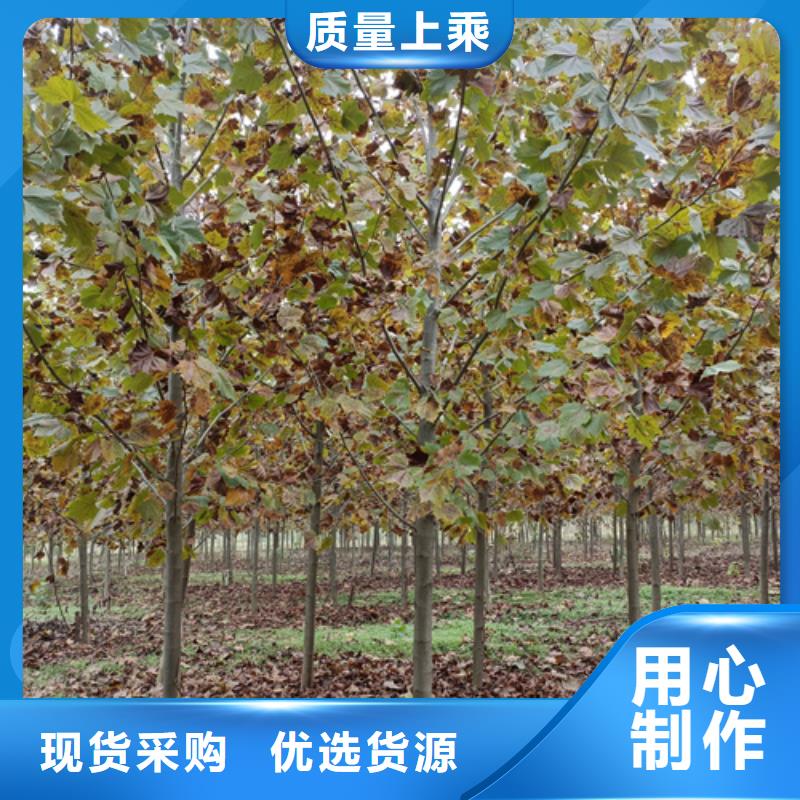 法桐,北京欒老客戶鐘愛